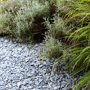 Ardenner split in de tuin